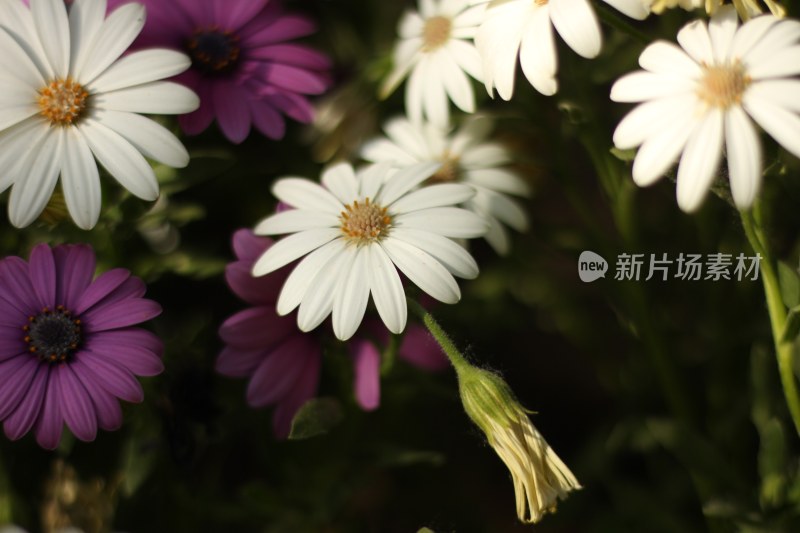 自然植物花草艳丽生命力