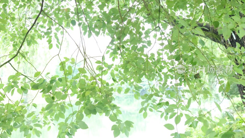 繁茂枝叶自然景象