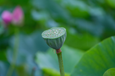 夏季荷塘荷花莲蓬荷叶特写