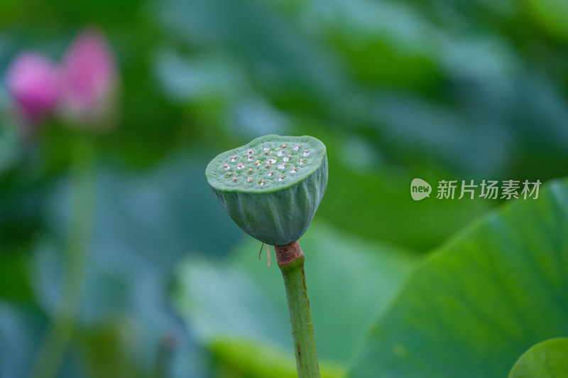 夏季荷塘荷花莲蓬荷叶特写