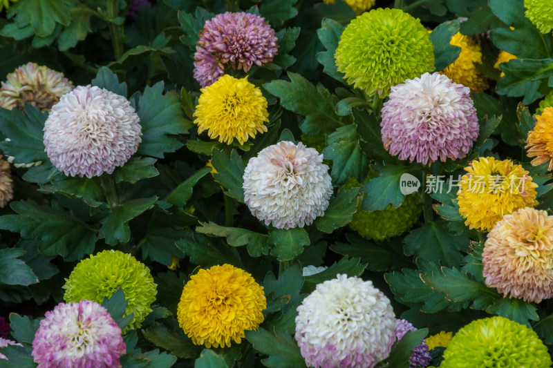 福州西湖第58届菊花展览