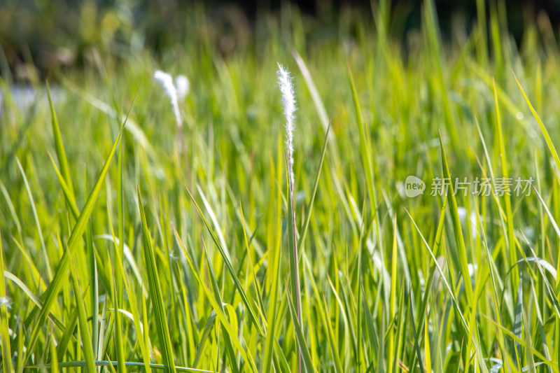 阳光下的青草田园风光