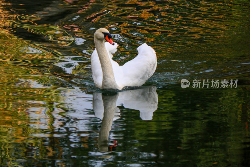 天鹅在湖中游泳的特写