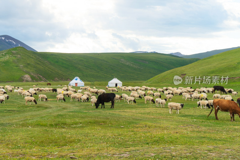 中国新疆伊犁草原上的牛羊