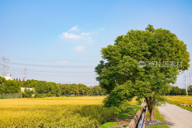 秋天乡村稻田风光