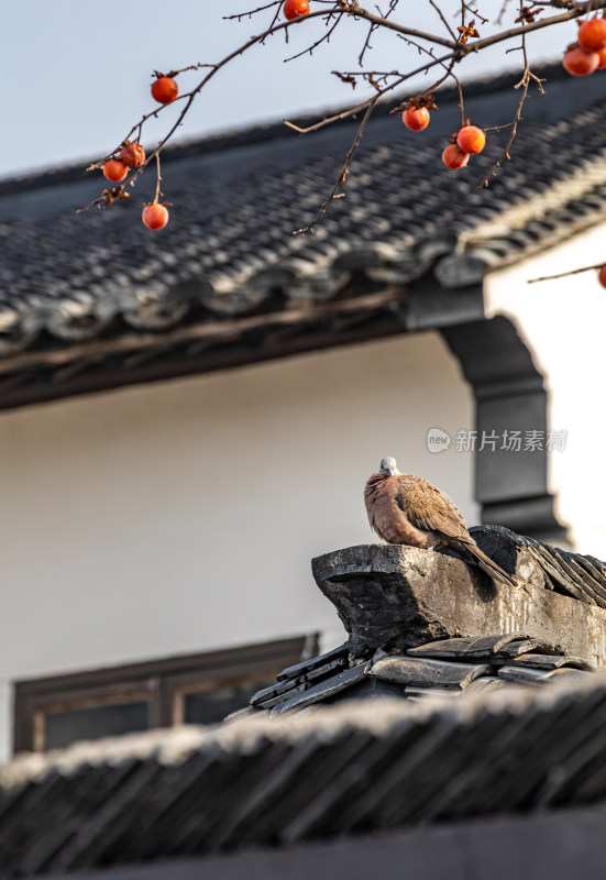 苏州北寺塔地铁站白墙黛瓦柿子树