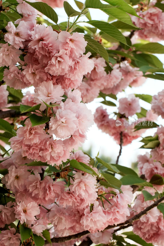 北京朝阳公园樱花