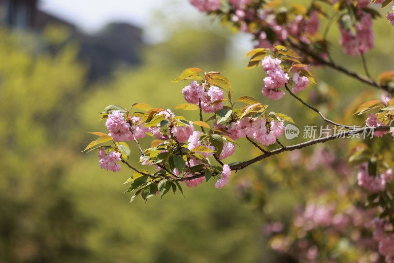 春天盛开的樱花晚樱