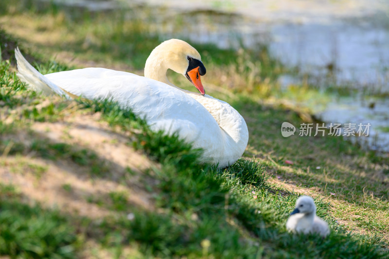 郑州北龙湖湿地公园黑疣鼻天鹅和幼崽家族