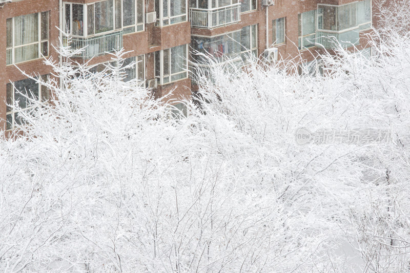 暴风雪后树上洁白的冰挂