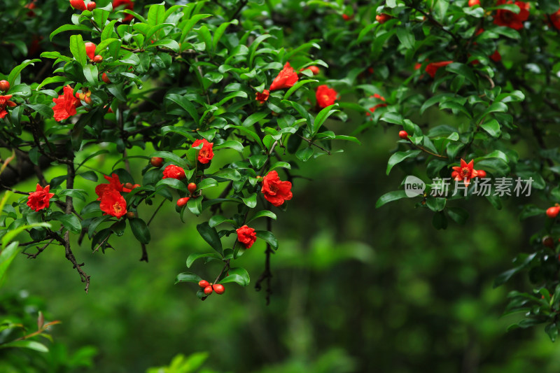 立夏时节盛开的红色石榴花