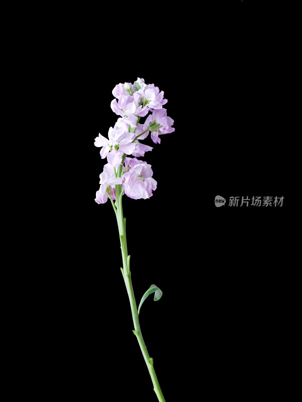 黑色背景上的一朵鲜花紫罗兰