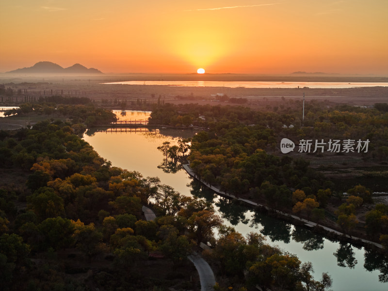 胡杨林的日出