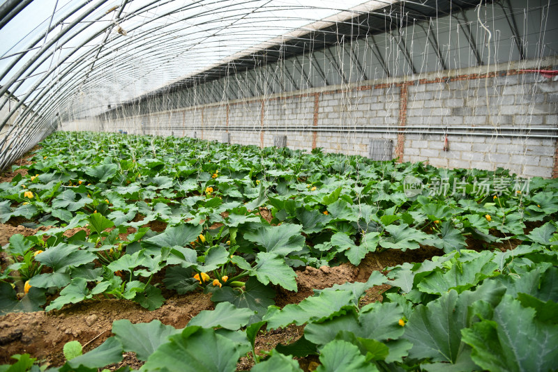 温室大棚蔬菜种植