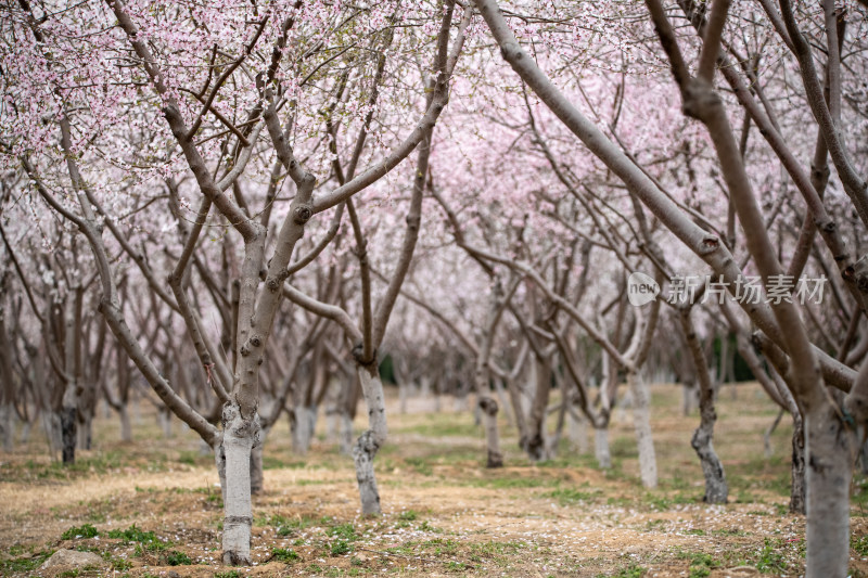 桃树桃花桃树林