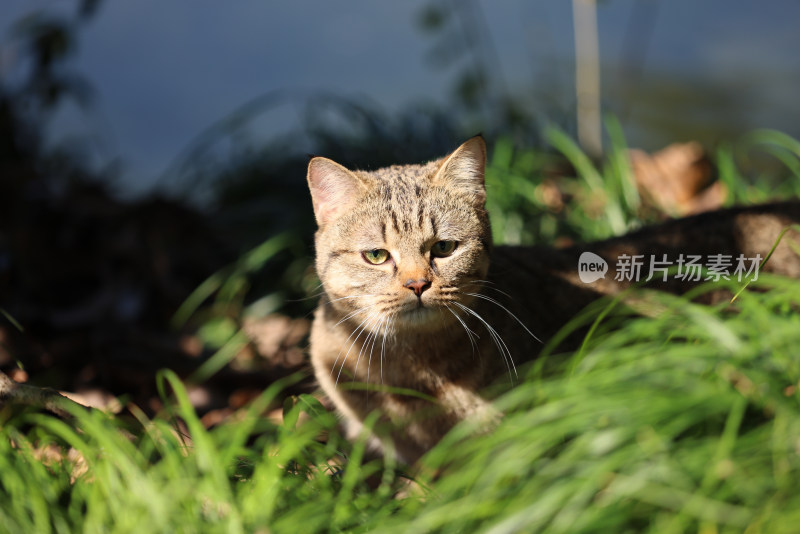 杭州西湖花港观鱼的流浪猫狸花猫
