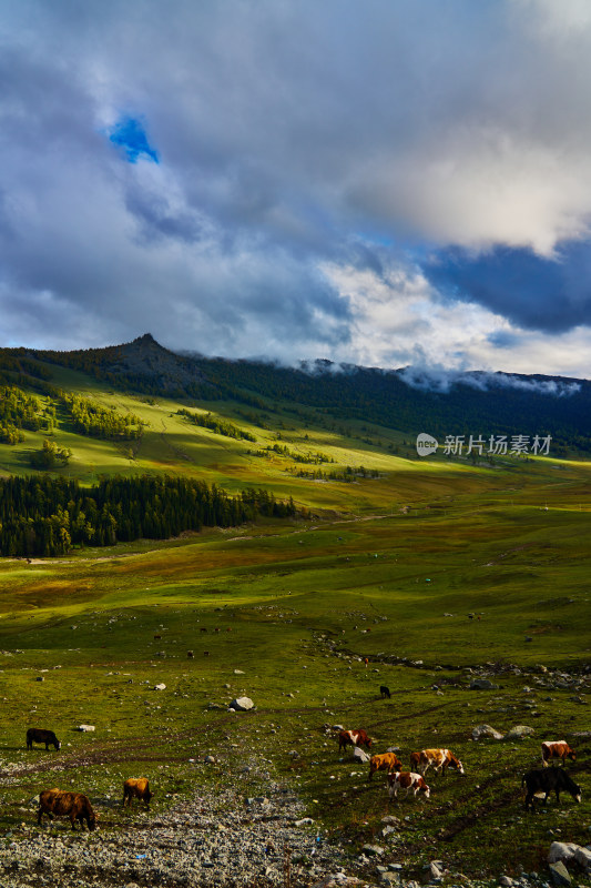 高山草甸森林