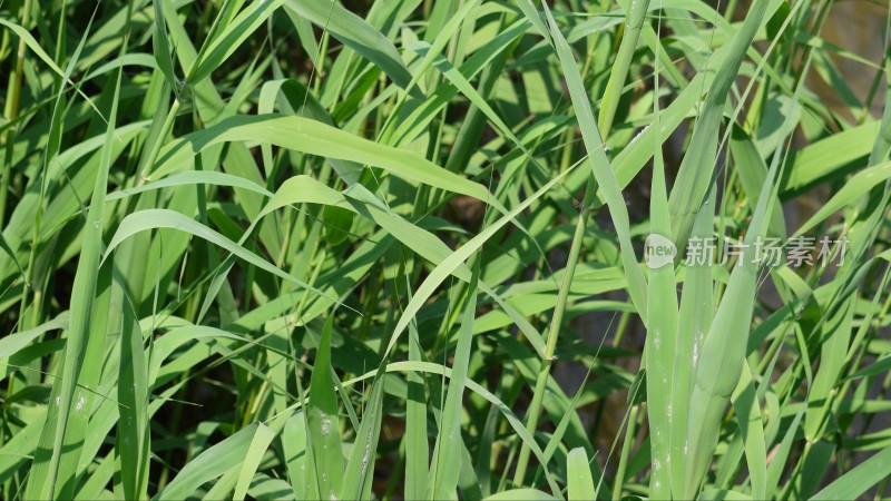 芦苇荡风吹芦苇沼泽地