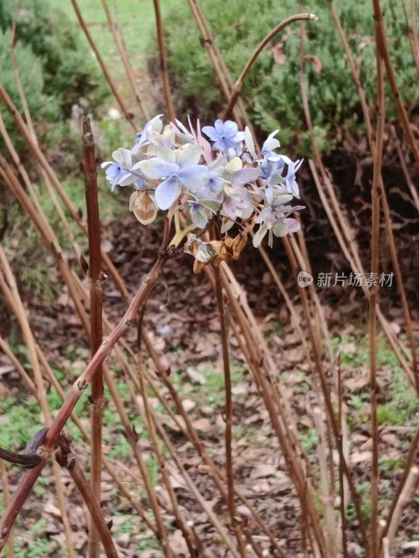 凋零的绣球花和光秃秃的杆子