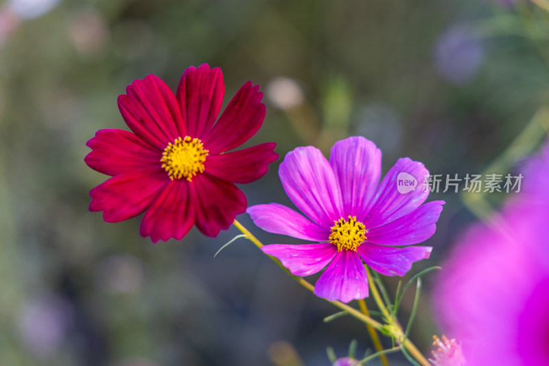 菊花、格桑花