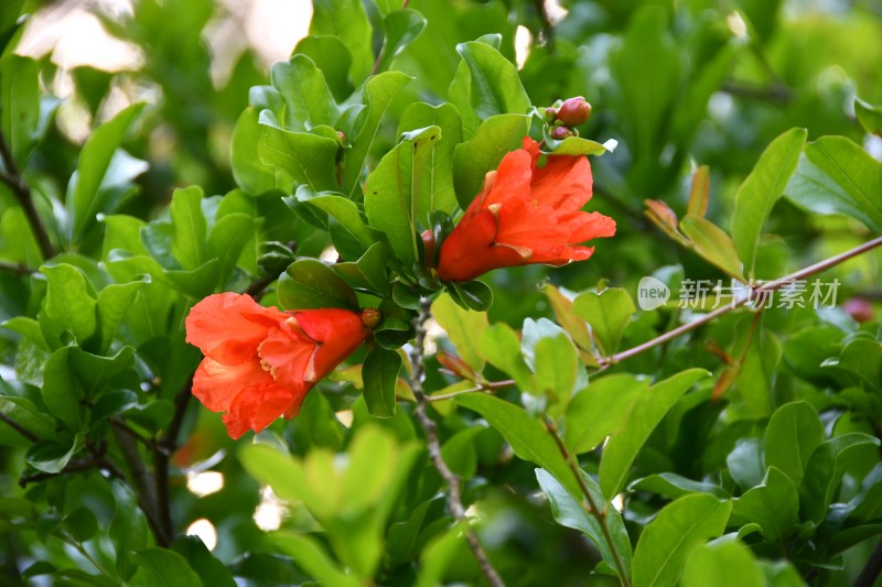 两朵石榴花