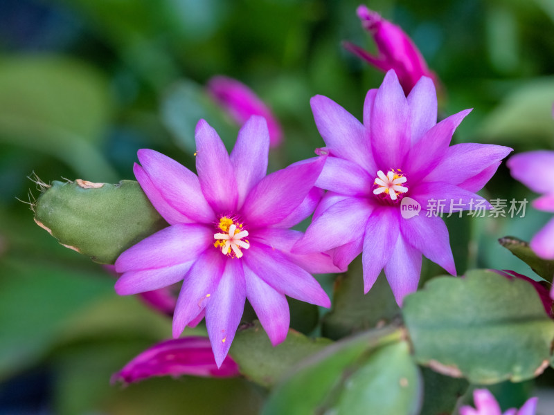 春天的假昙花特写