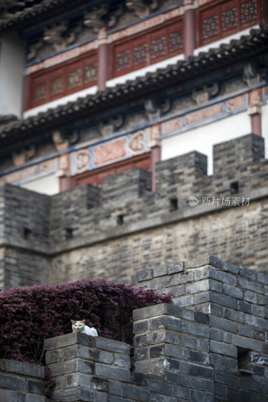中国仿古建筑和猫