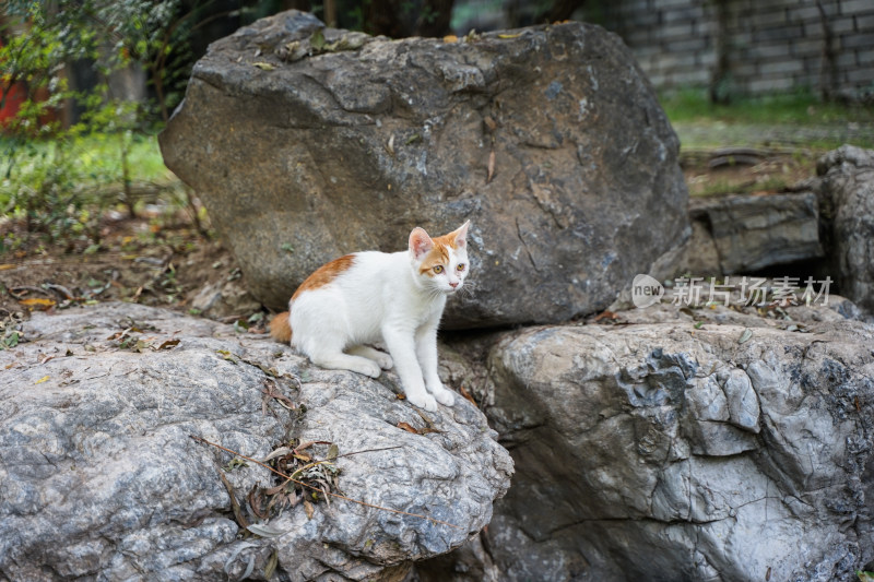 户外的流浪猫