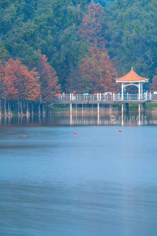 广州麓湖公园湖光山色落羽杉林自然风光