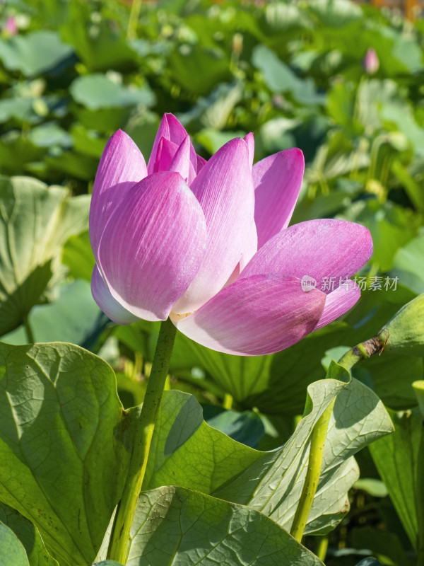 夏季荷花特写