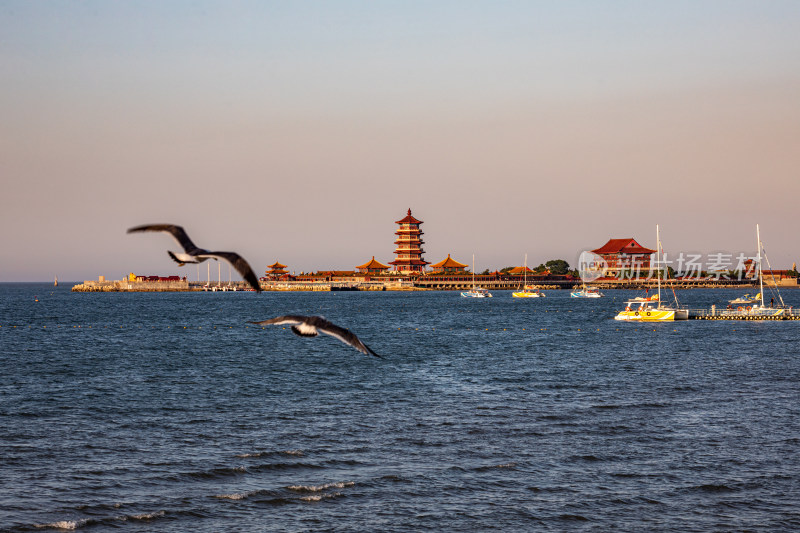 山东烟台蓬莱阁八仙过海景区海天之间海鸥