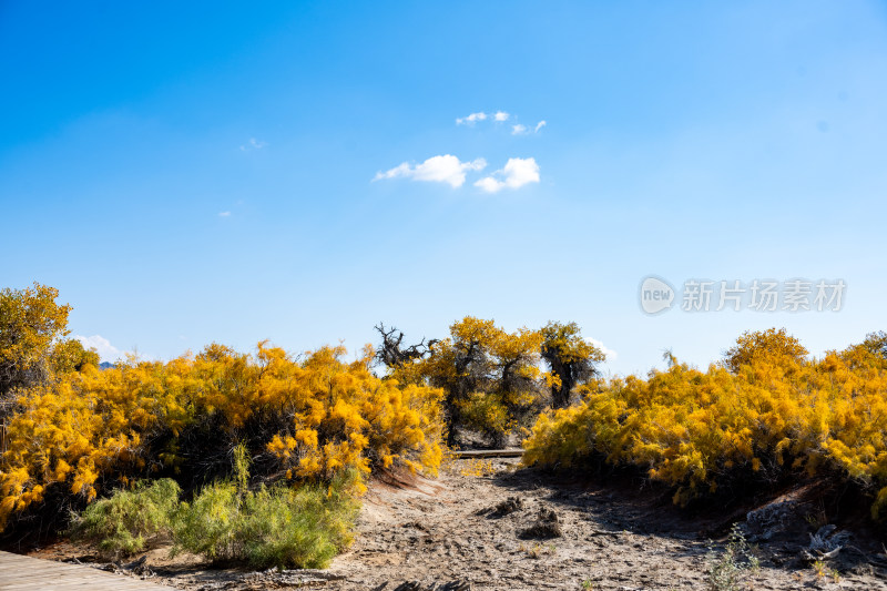 昌吉鸣沙山·胡杨林景区