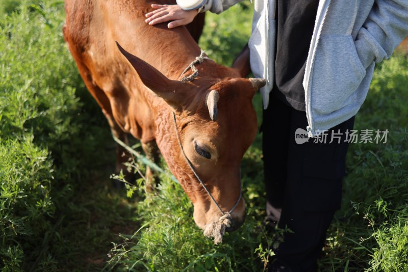 站在农场里的牛的妇女的中间部分