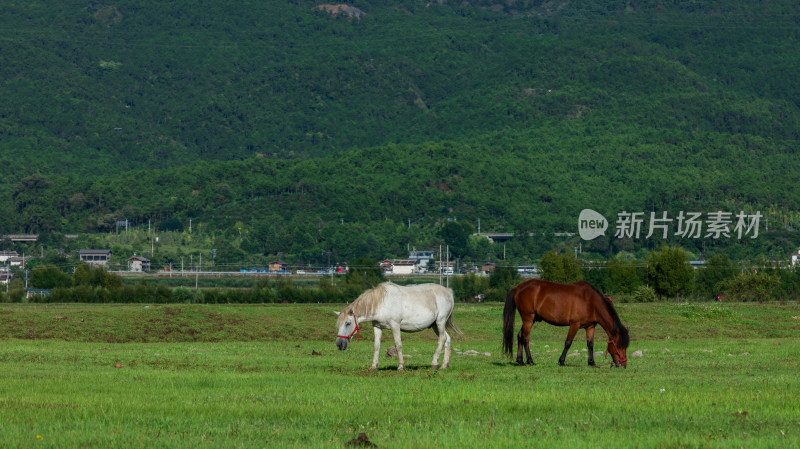 丽江拉市海湿地公园夏末风光茶马古道风景