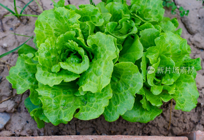 俯拍菜地里的一丛绿油油的生菜