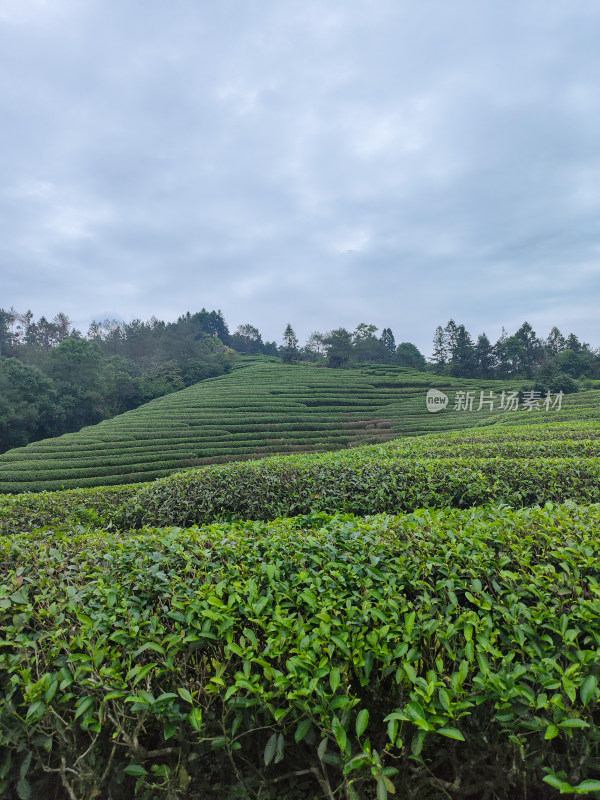 户外山坡上的层层叠叠的绿色茶园