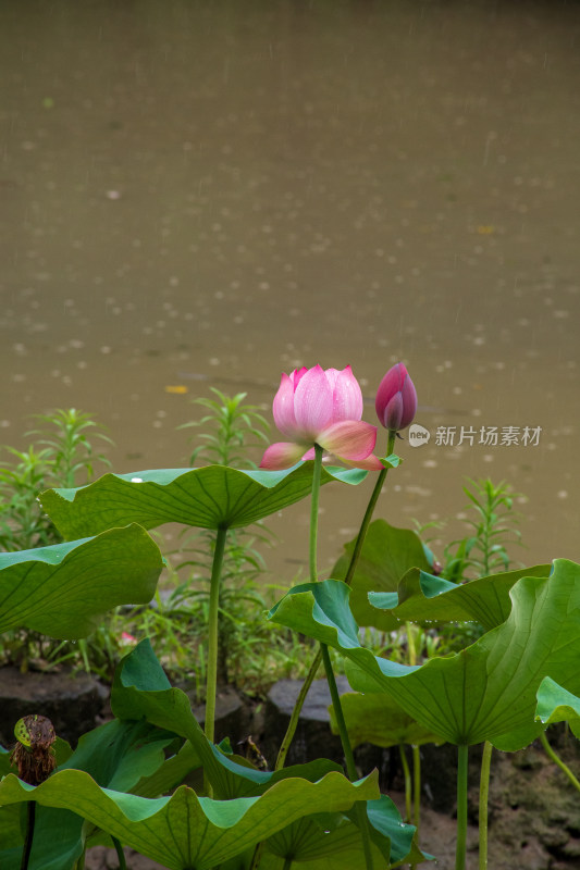 雨中的粉色荷花