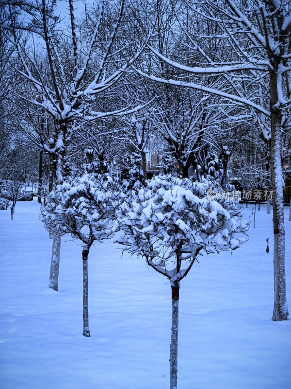 雪后树木银装素裹的冬日公园景致